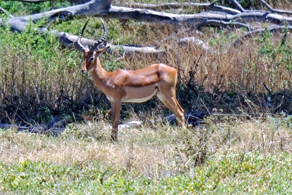 Kenia (184).jpg